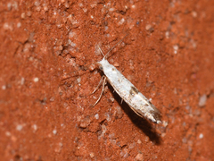 Argyresthia thuiella