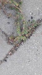 Euphorbia serpens