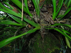 Oncidium sphacelatum