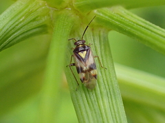 Orthops kalmii