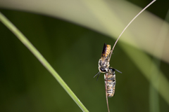 Megachile takaoensis