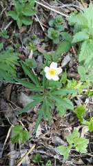 Anemonoides uralensis