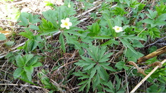 Anemonoides uralensis