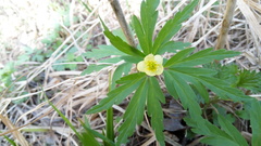 Anemonoides uralensis