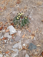 Ferocactus herrerae