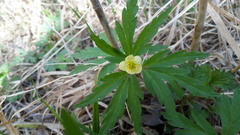 Anemonoides uralensis