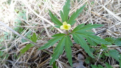 Anemonoides uralensis