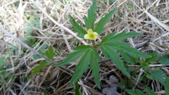 Anemonoides uralensis