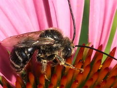 Melissodes druriellus