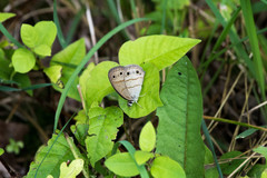 Megisto cymela cymela