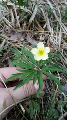 Anemonoides uralensis