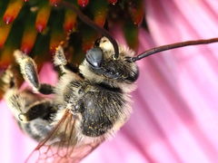 Melissodes druriellus