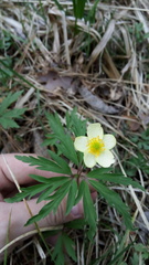 Anemonoides uralensis