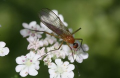 Rhamphomyia flava