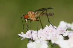 Rhamphomyia flava