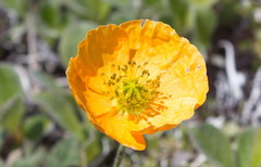 Papaver microcarpum