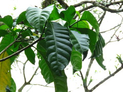 Tabernaemontana litoralis