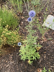 Echinops ritro