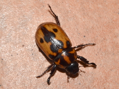 Cyclocephala deceptor