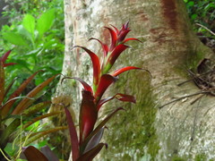 Tillandsia leiboldiana
