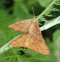 Idaea serpentata