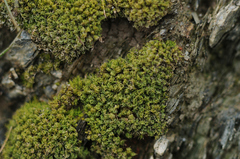 Tortella flavovirens