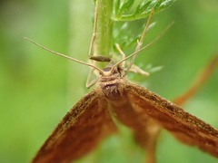 Idaea serpentata