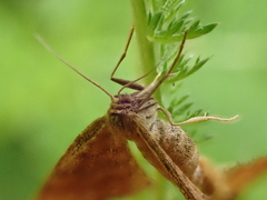 Idaea serpentata