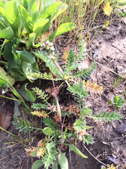 Acaena pinnatifida