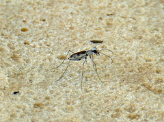 Ellipsoptera hirtilabris