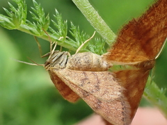Idaea serpentata
