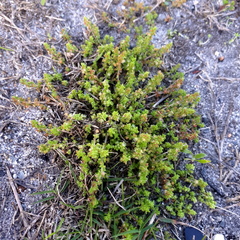 Crassula thunbergiana