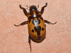 Cyclocephala deceptor