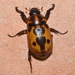 Cyclocephala deceptor - Photo (c) Francisco Acosta,  זכויות יוצרים חלקיות (CC BY-NC), הועלה על ידי Francisco Acosta