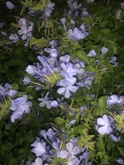 Plumbago auriculata