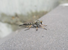 Neoitamus flavofemoratus