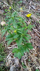 Ranunculus cassubicus