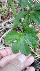 Ranunculus cassubicus