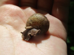 Webbhelix multilineata