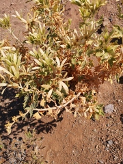 Kissenia capensis