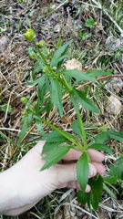 Ranunculus cassubicus