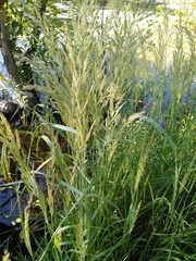 Calamagrostis epigejos