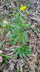 Ranunculus cassubicus