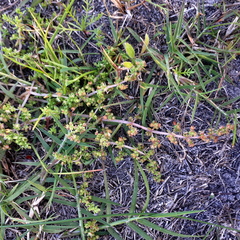 Crassula thunbergiana