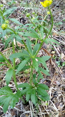 Ranunculus cassubicus