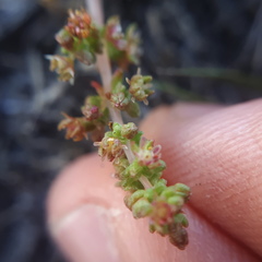 Crassula thunbergiana