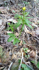 Ranunculus cassubicus