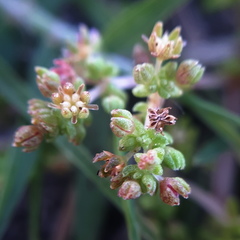 Crassula thunbergiana