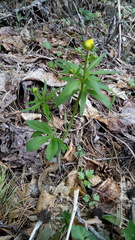 Ranunculus cassubicus