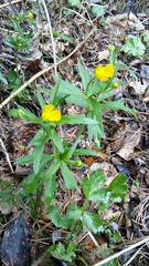 Ranunculus cassubicus